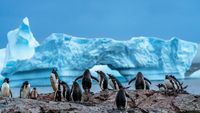 Gentoo Penguins Cuverville