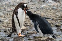 Penguin Feeding