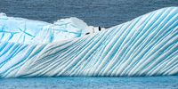 Three Chinstrap Penguins on top of an Iceberg