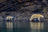 Polar Bear and Cub