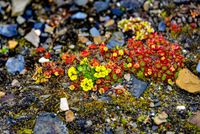 Polar Flowers