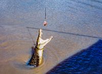 Jumping Crocodile