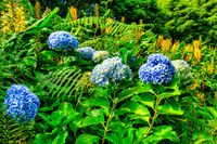 Azores Flowers