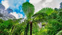 Azores Rainforest