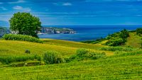 Azores Tea Plantation