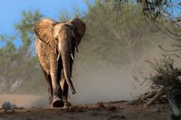 Elefant in Dust Cloud