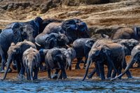 Elefants at the River