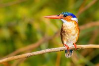 Malachite Kingfisher