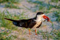 Skimmer with Catch