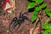 Black Tarantula