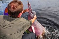 Pink Dolphin Encounter