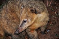 Coati