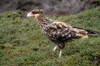 Crested Caracara