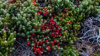 Gipsy Cove Red Berries