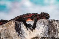 Colorful Marine Iguana