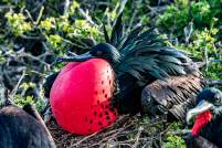 Male Frigate Bird Portrait 2