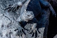 Marine Iguana San Christobal