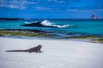 Marine Iguana