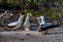 Nasca Boobies Chat