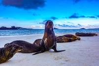 Sea Lion Watch