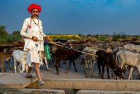 Indian Cowboy