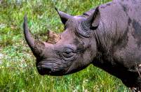 Black Rhino Potrait