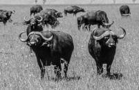 Buffalos