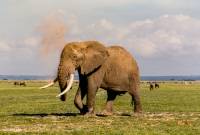 Elefant Amboseli