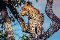 Leopard in a Tree