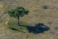 Giraffe Aerial View