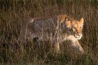 Golden Hour Lion