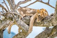 Tree Lion