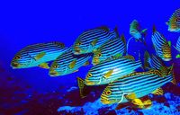 Yellow Striped Snapper