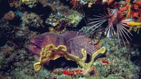 Muray Eel and Lionfish at a Cleaning Station