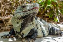 Black Spiny Tailed Iguana