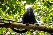 Howler Monkey