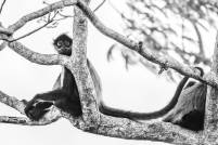 Spider Monkey Posing BW