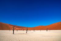 Dead Vlei