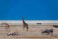 Etosha Landscape