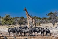 Etosha