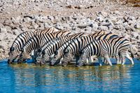 Thirsty Zebras