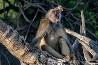 Baboon Yawn