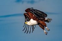 Fisheagle in Flight