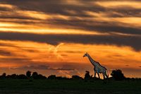 Giraffe at Sunset