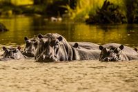 Hippo Pool