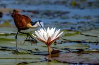 Jacana