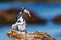 Kingfisher Catch