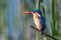 Malachite Kingfisher