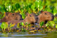 Capybaras