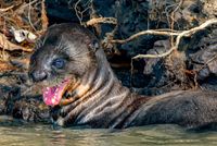 Giant Otter